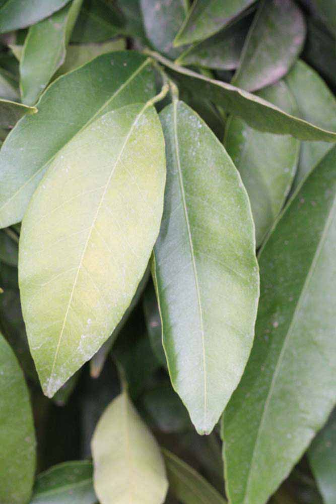              Sun leaves (Riverside, CA)       